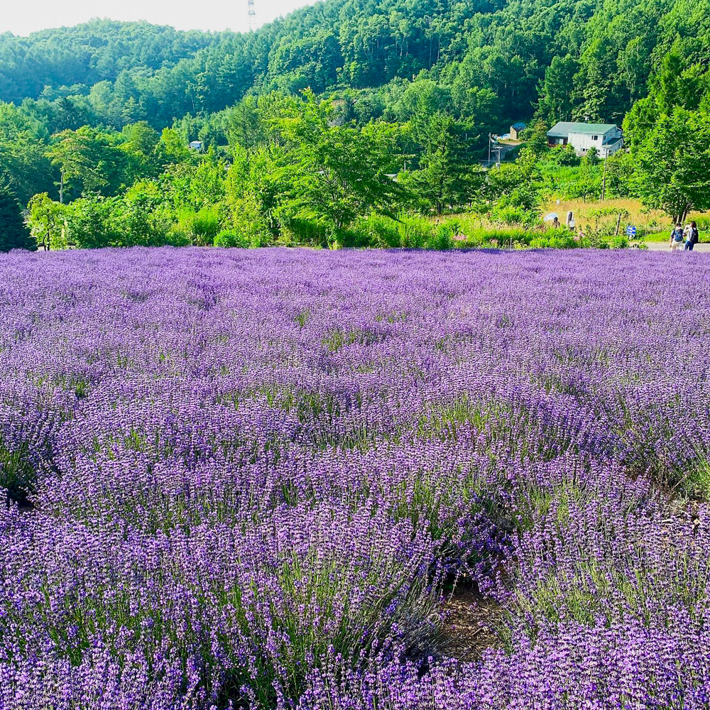 【2026年最新】香川・讃岐うどん巡りの極上ルート！「丸亀 ぽかぽか 温泉」が圧倒的な人気を誇る理由と最高の整い体験ルポ