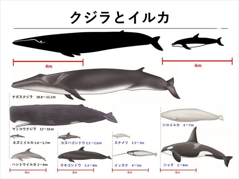 渋谷から全国へ拡散する鯨食イノベーション！2026年、「くじら や」に熱視線が集まる理由