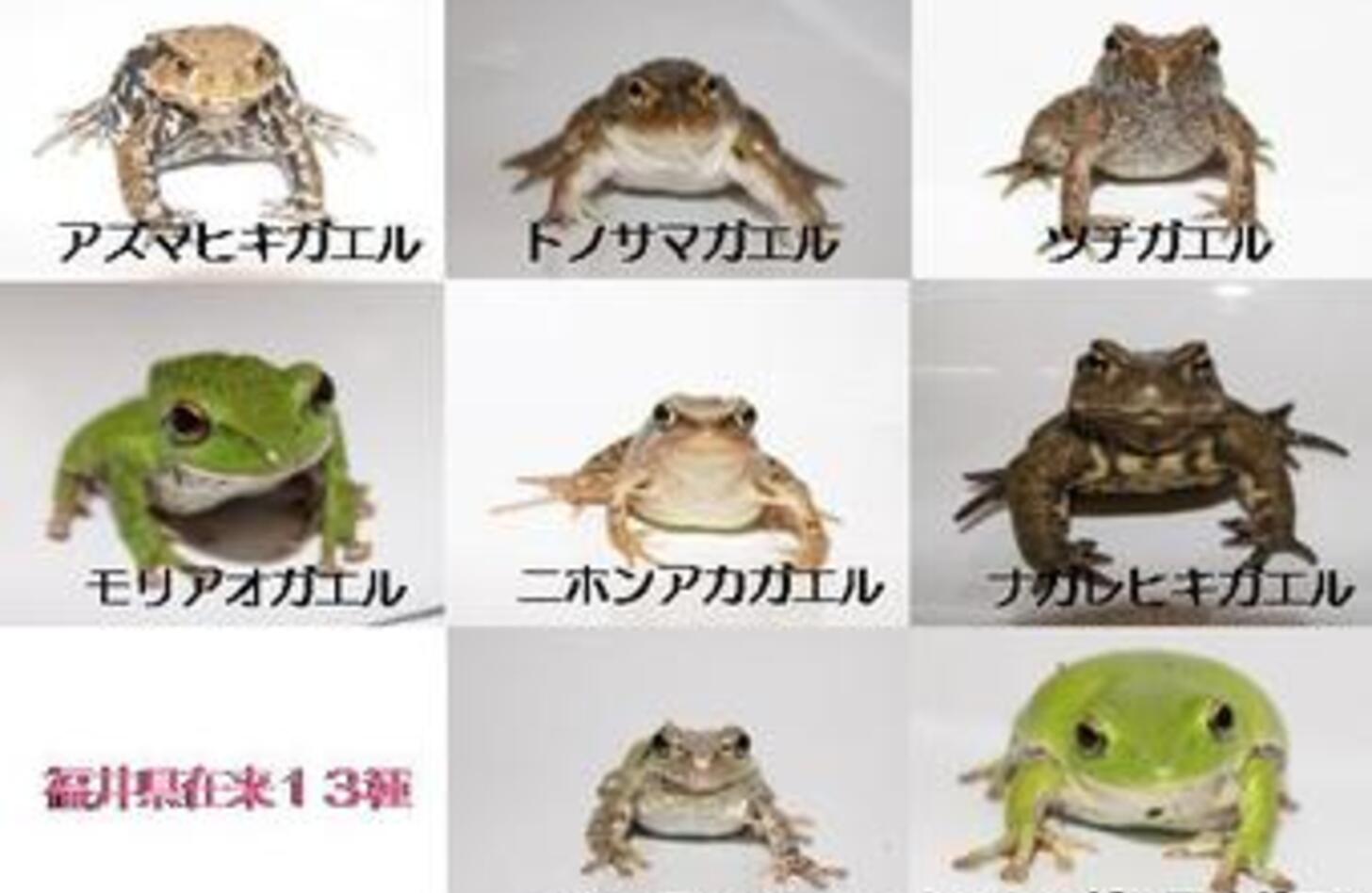 カエル顔芸能人が今なぜ大人気？魅惑の共通点とセルフ診断の秘訣