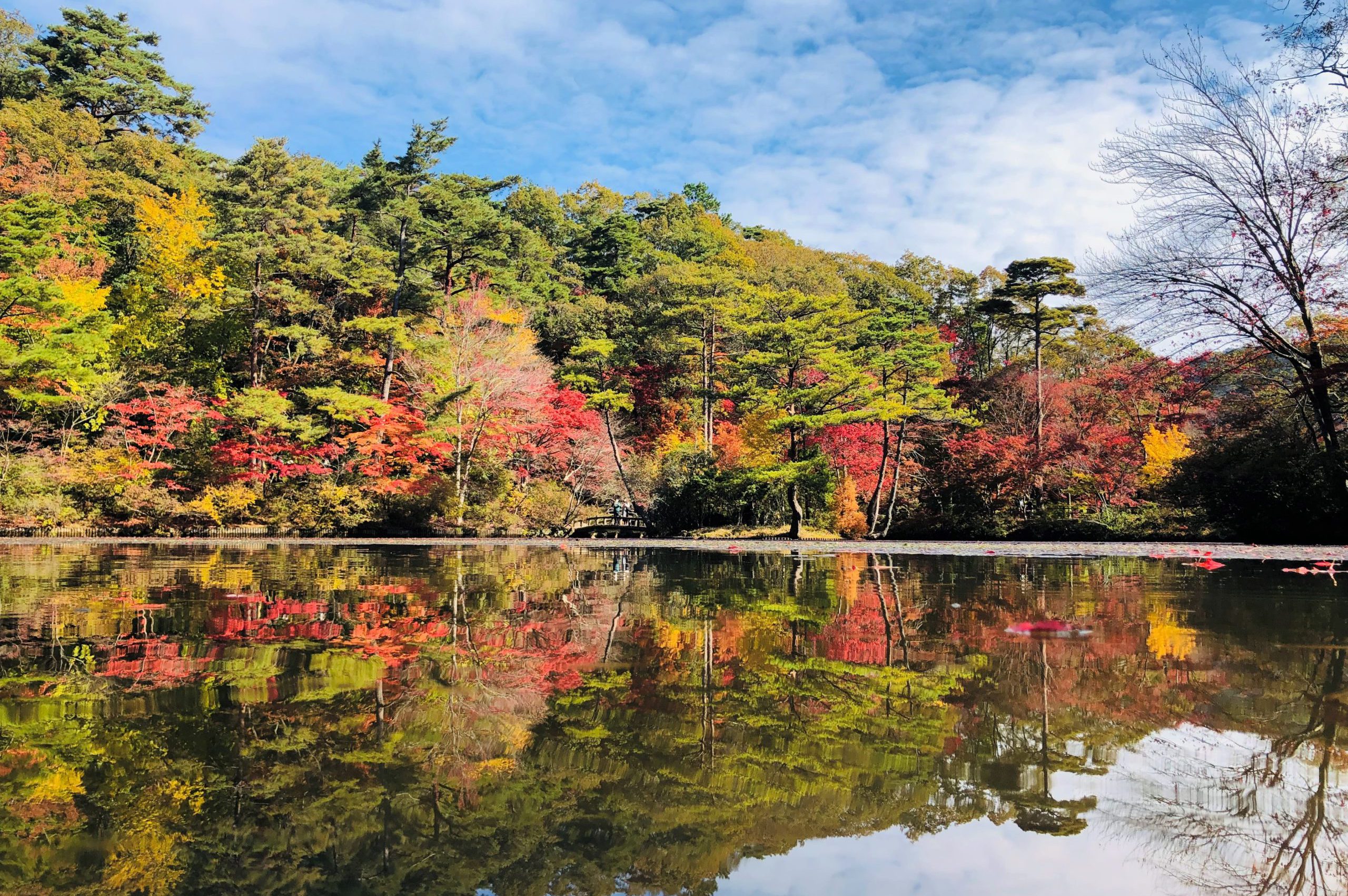 神戸市立森林植物園の見頃と攻略法｜絶景・混雑回避・割引まで徹底解説
