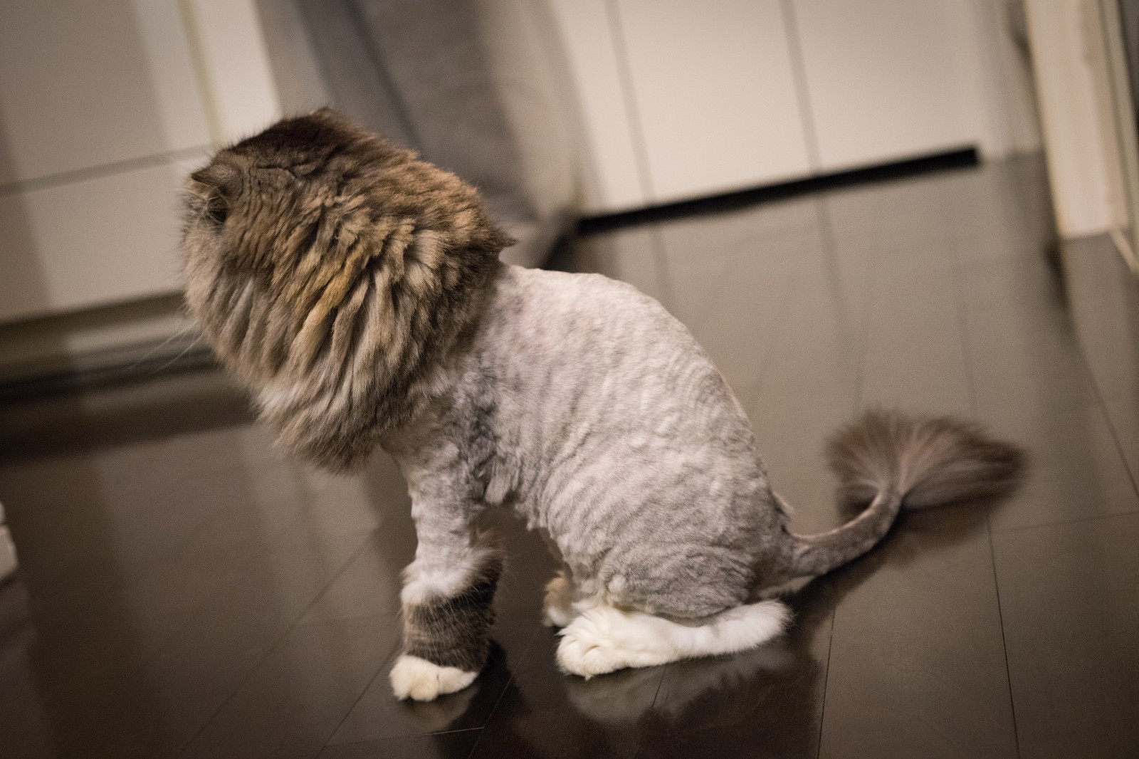猫のライオンカットは後悔必至？可愛さの裏に潜むリスクと施術の真相