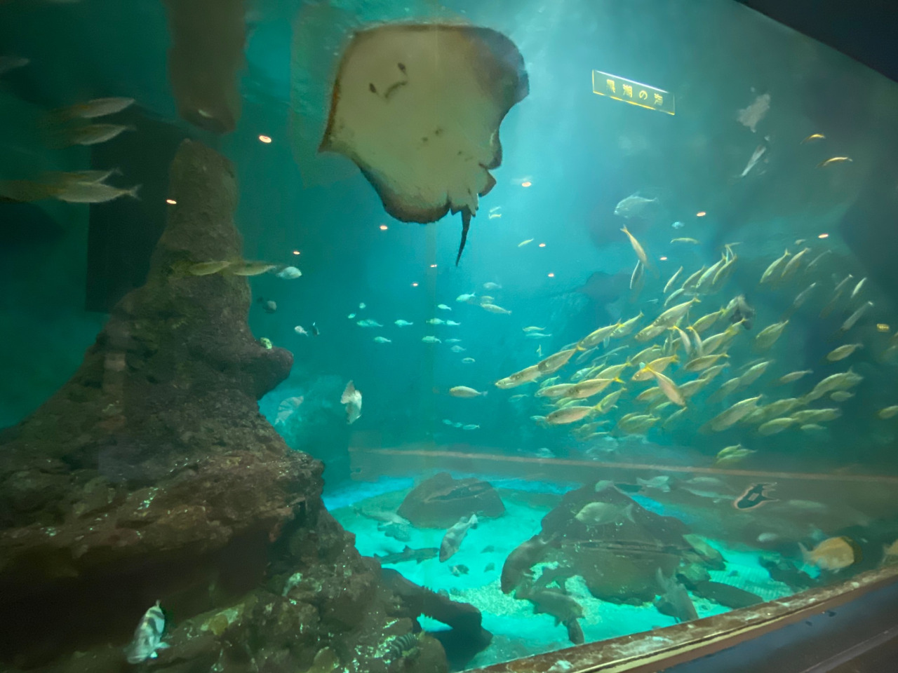 和歌山県立自然博物館の全貌！水族館並みの見どころと移転情報を解説