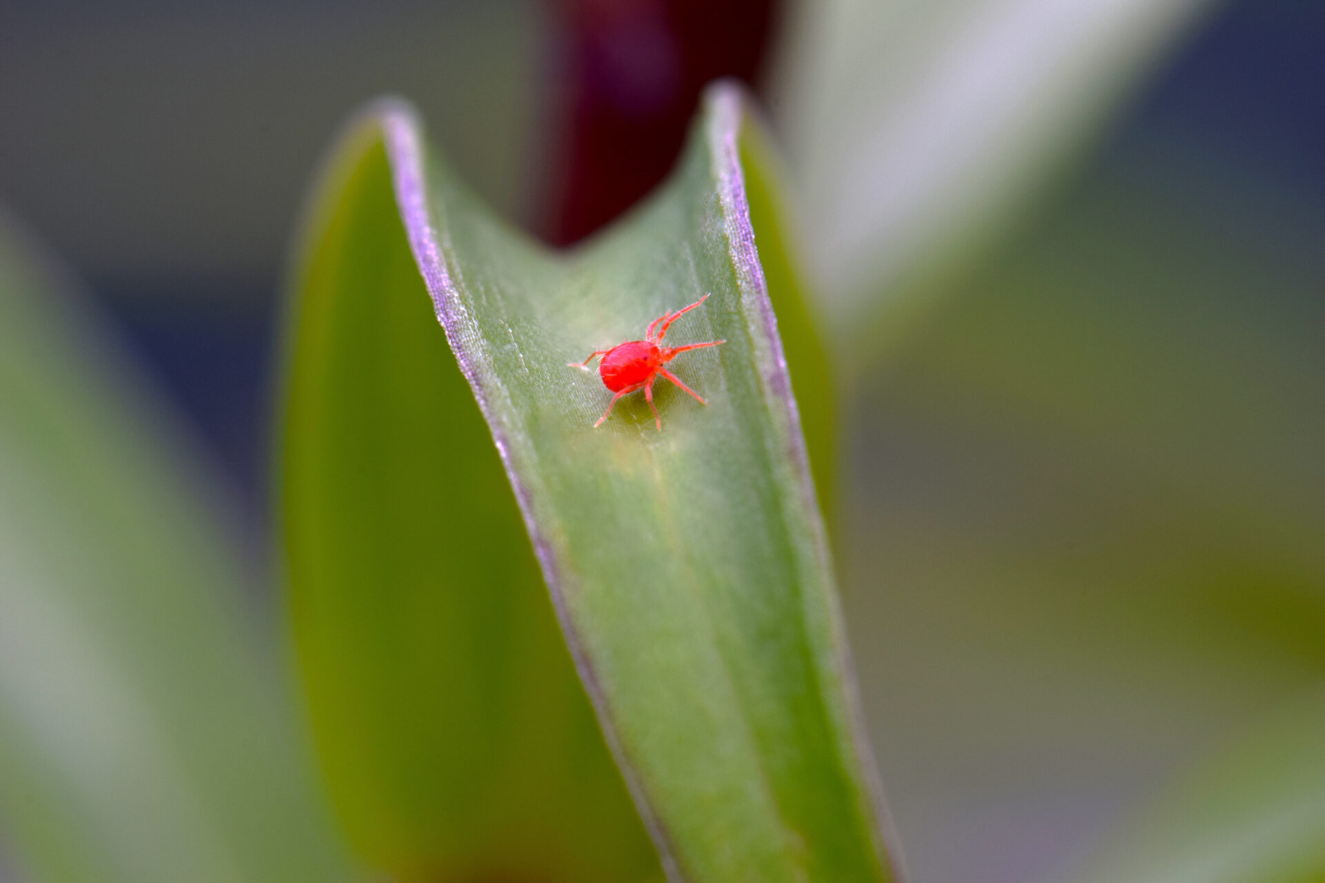 What Are the Little Red Dot Bugs