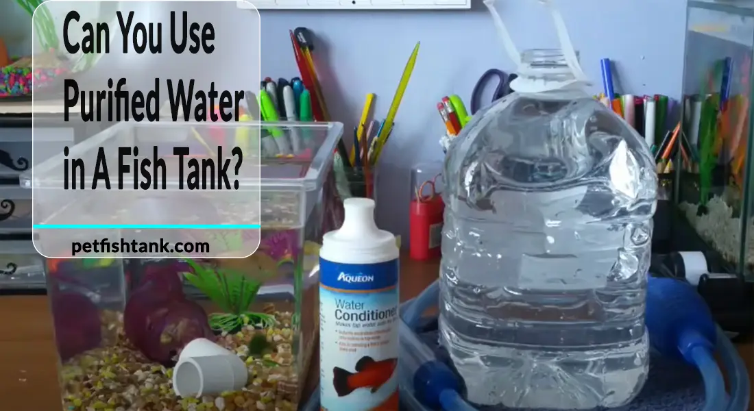Can I Put Purified Water in My Fish Tank