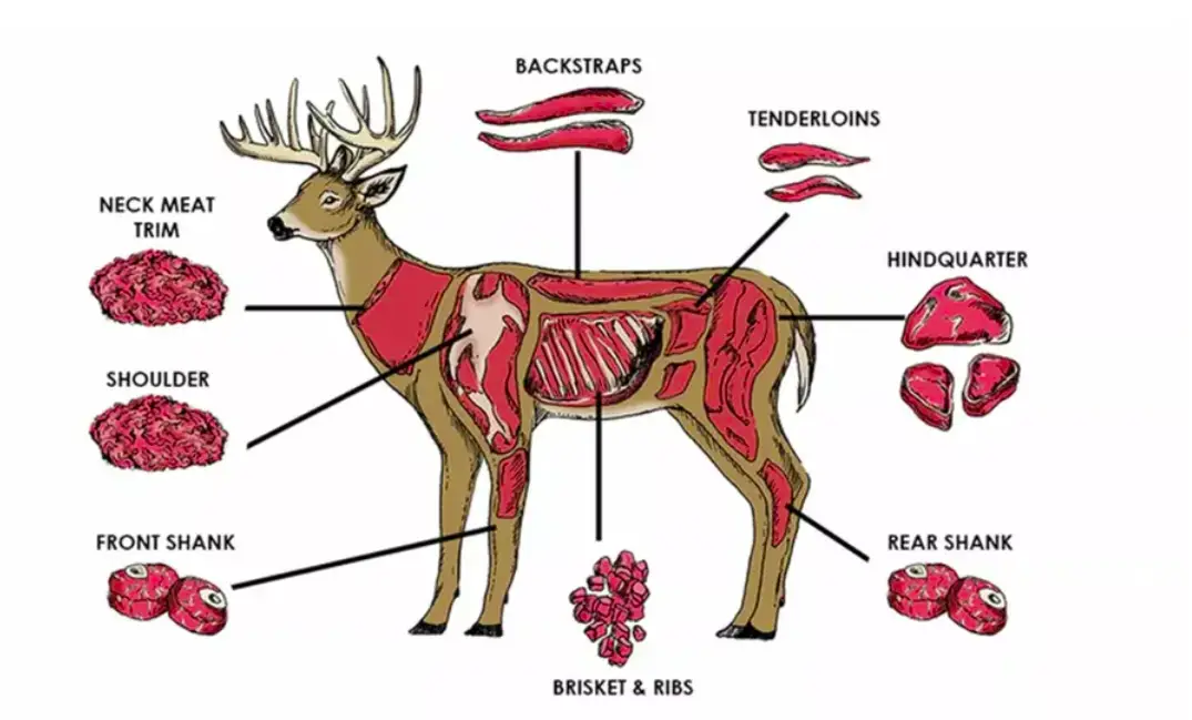 Back Straps on a Deer