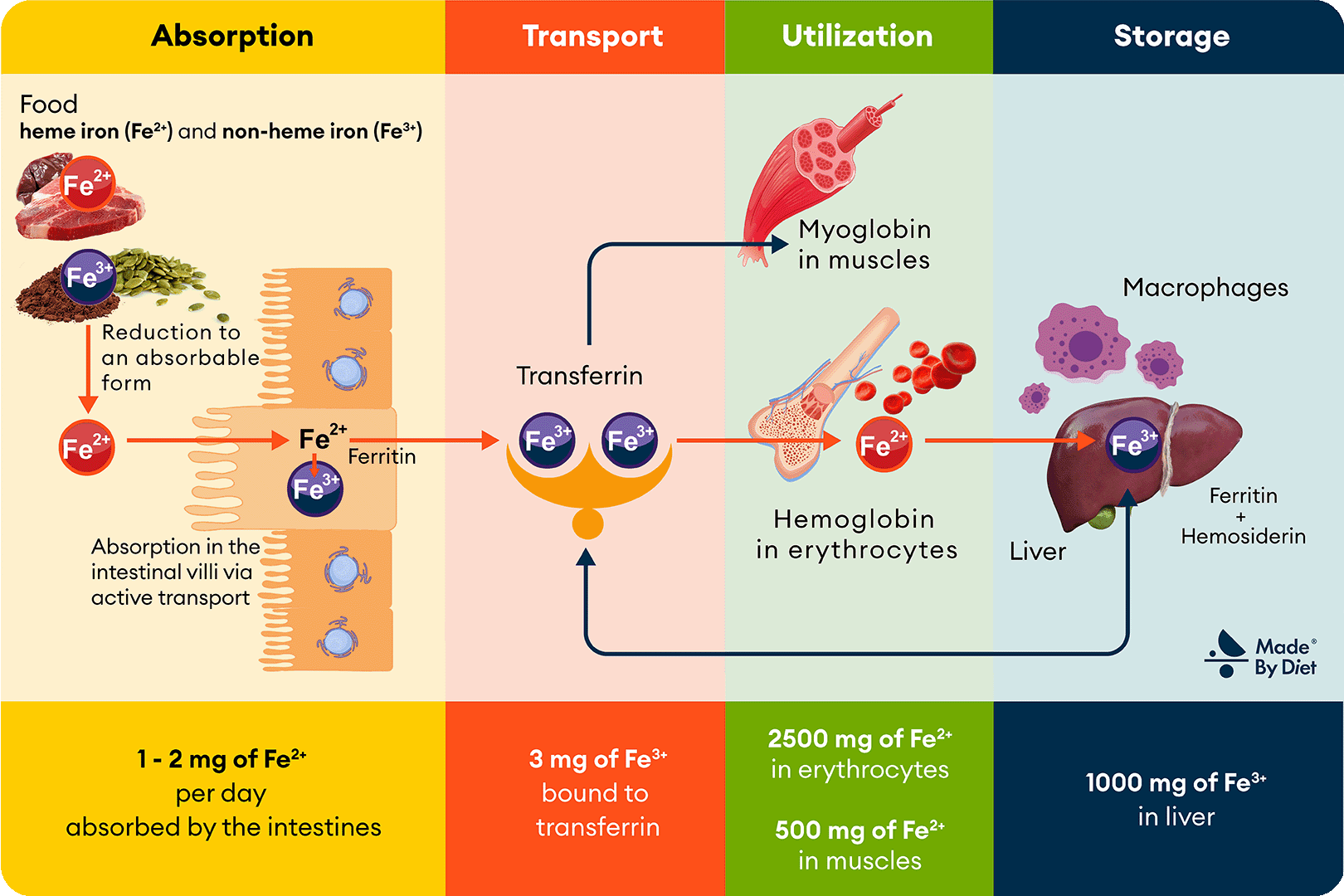 What Helps Absorption of Iron