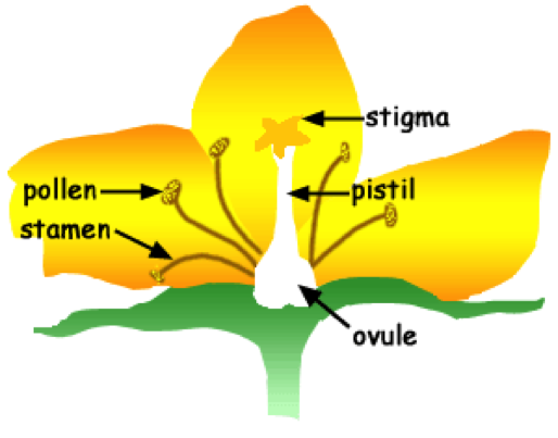 Pollen Producing Part of a Flower