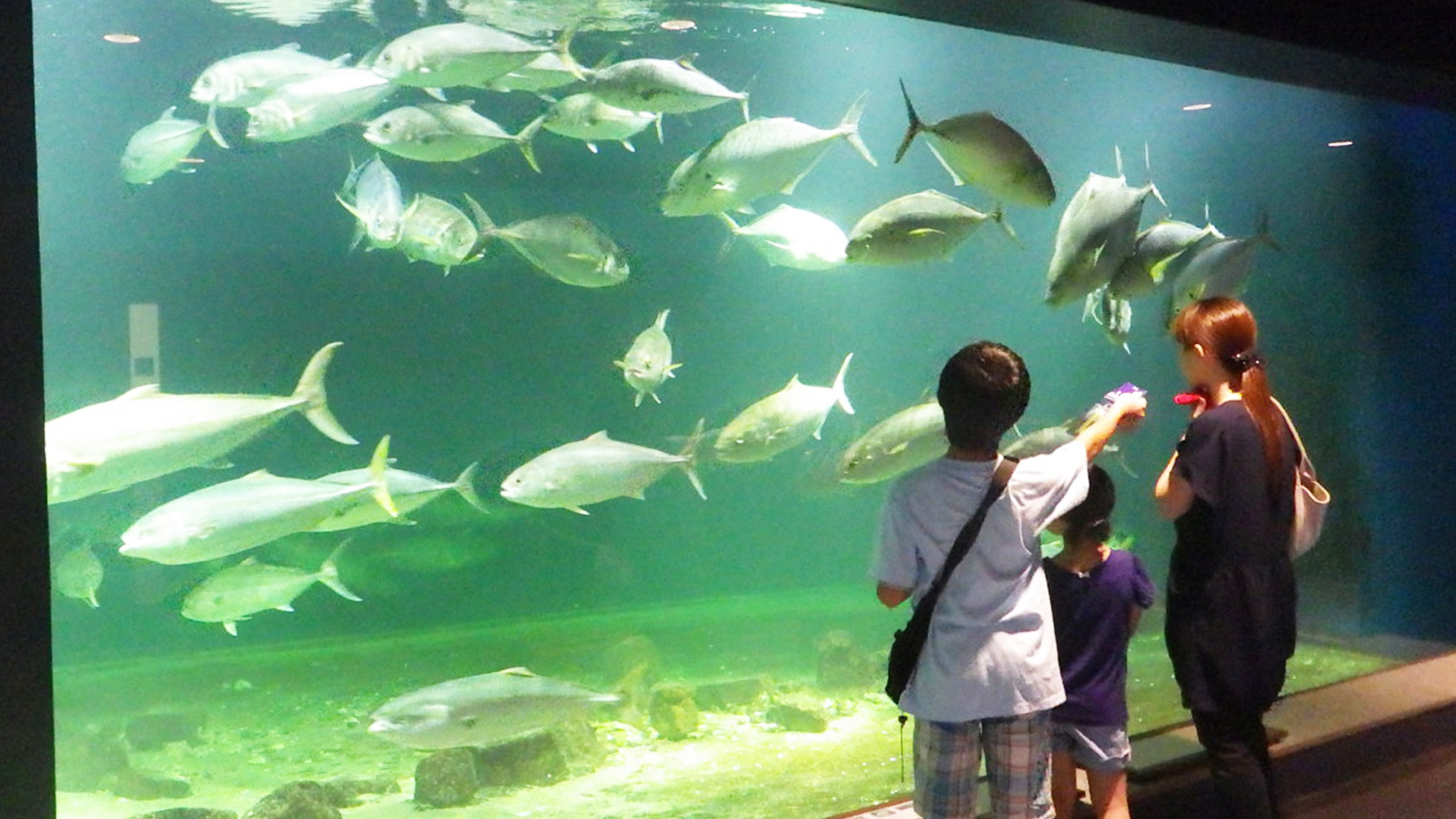 無脊椎動物の未知なる聖地へ！京都大学白浜水族館が明かす海の裏側