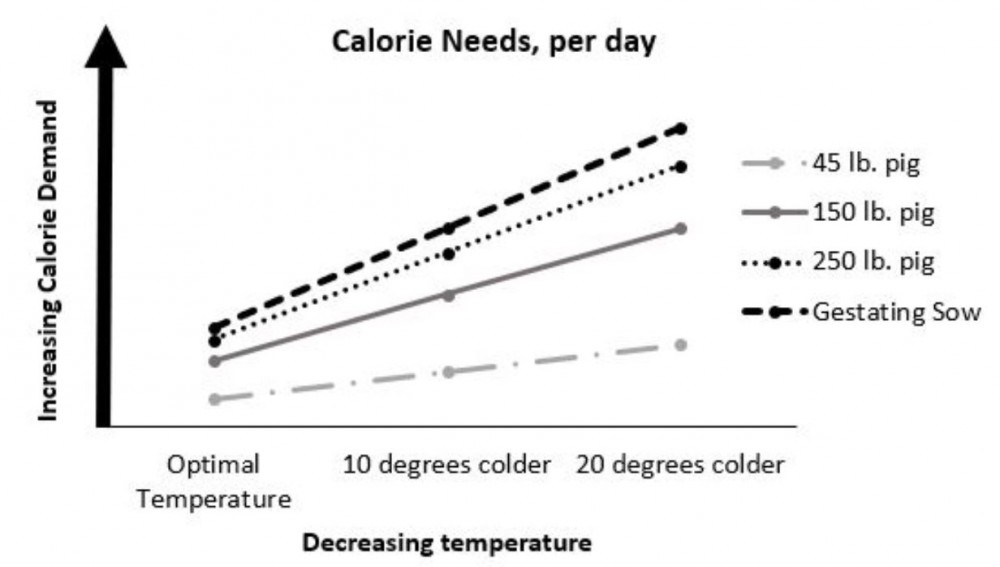 What Temperature Is Too Cold for Pigs