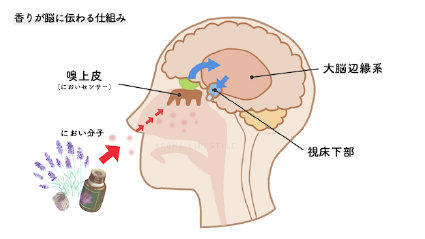 医療とアロマの融合がもたらす地方都市のヘルスケア革命：奈良・橿原で静かなブームを呼ぶ「香りの処方箋」の正体