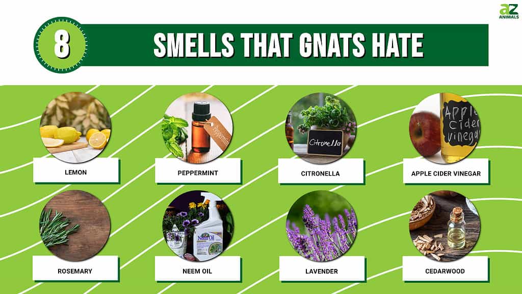 What Scent Do Gnats Hate