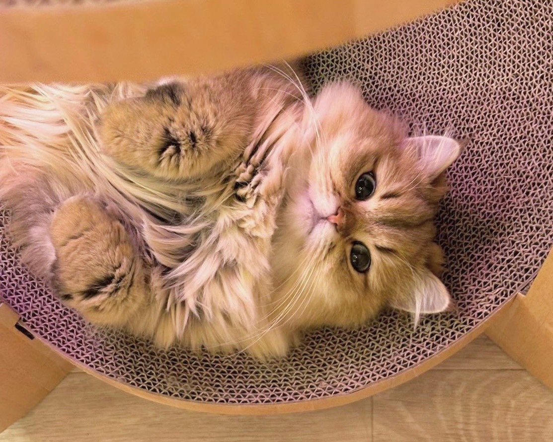 福岡の猫カフェおすすめ比較2026！天神・博多の人気店と料金ガイド