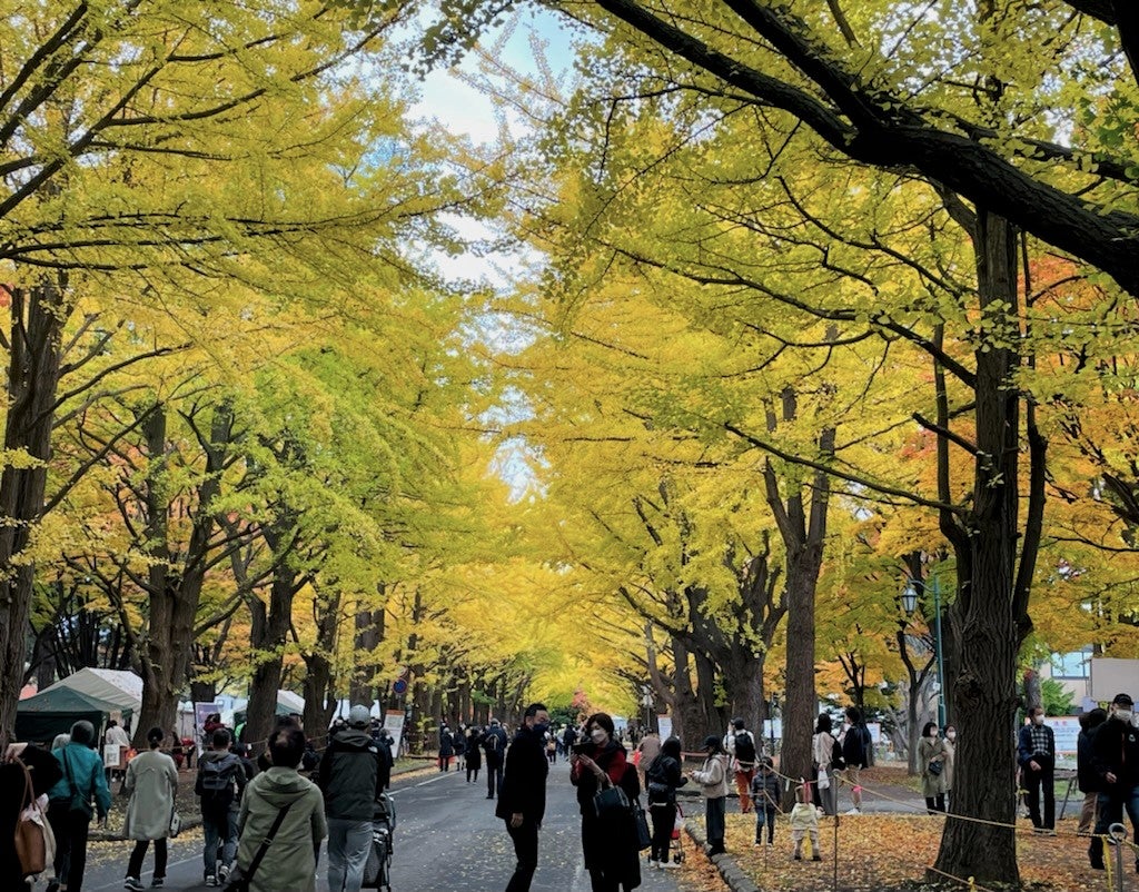 【2026最新】黄金色のトンネルに包まれる秋の札幌——北海道大学イチョウ並木の絶景と「金葉祭」のすべて