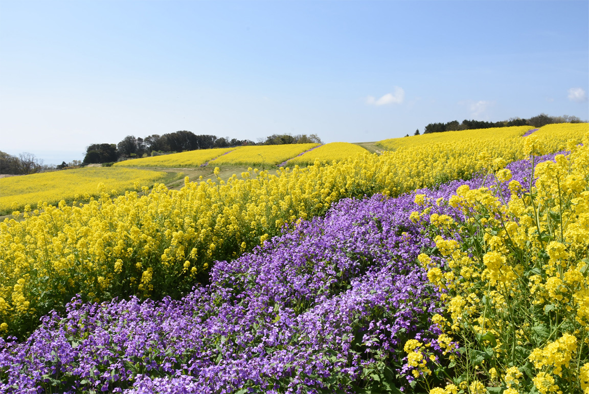 明石海峡を望む花の大パノラマ！あわじ花さじきの絶景と穴場攻略