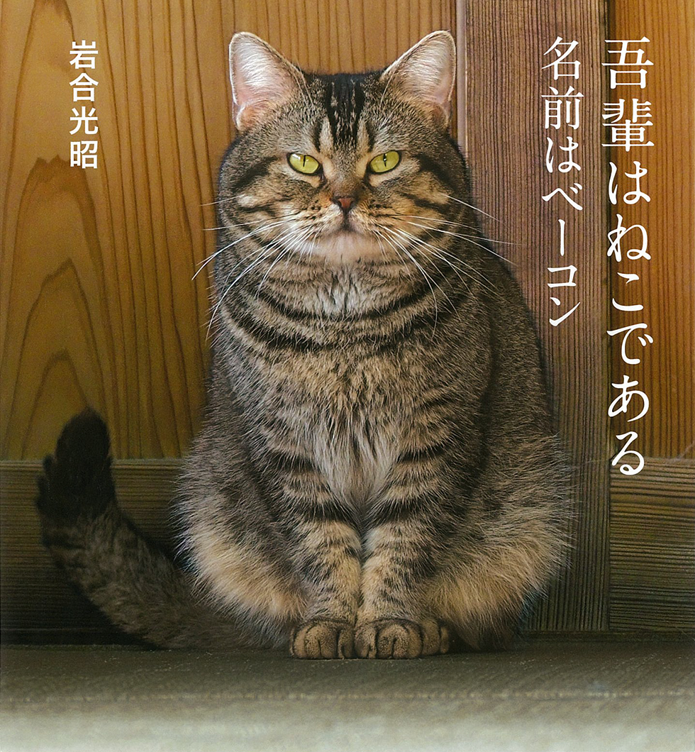 猫にベーコンを与えてはダメ？一口の誤食が招く重篤リスクと対処法